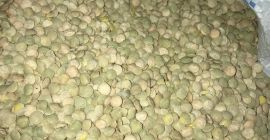 Lentils green, Harvest 2020. - purity - 99.5% -