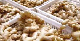 Product Name Fresh Ginger Style Fresh Color Natural Yellow