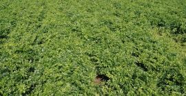 Здраво, продајем першун свеже исечен са поља. Велике количине.