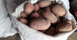 Vineta and Belarossa potatoes in 25 kg bags.