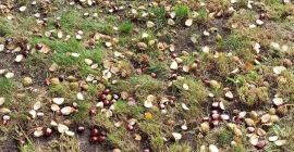 Gesztenyét adok el a saját gesztenyefámból. Saját átvétel és