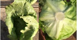 Екстра Сп.зо.о. нуди вам испоруку салате ледене санте узгајане