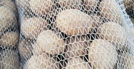Very edible white potatoes. Ready for pickup in 15