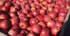 Sweet and sour flesh, quite hard, aromatic with a