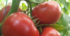 Реализуем помидоры высокого качества тоннами из Турции. Мы реализуем