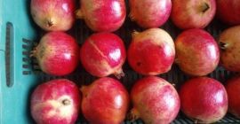 Wir haben das beste Produkt der Welt (ein Familienbauern).