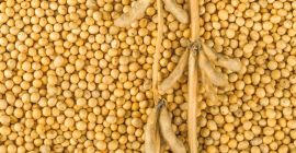 Our company offers soybean deliveries from the 2020 harvest,