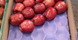 Apfelsorte: Rot Köstlich Größe: 140gr-200gr Verpackt in 10 kg