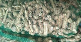 The Ukrainian company sells environmentally friendly horseradish. Harvest 2020.