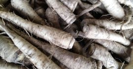 Продаћу першун за прераду, сорта Оломоуц, са бочним изданцима,