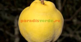 Se vand Gtui in scopuri industriale (pentru tuica,consevare, coniac,