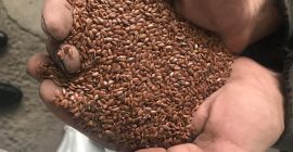 Бяла горчица, без глифозат, опакована в голяма чанта, много