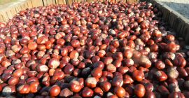 Helló. Körülbelül 15 tonna friss gesztenye eladó. Érdeklődjön.