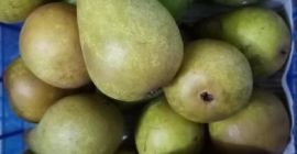 I am selling pears, Jonathan and golden apples for