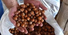 Продајем лешник на велико. Производ је пажљиво одабран и