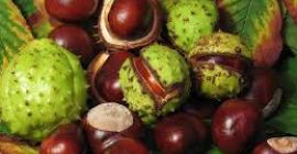 I will sell fresh, large chestnuts, about 70 kg.