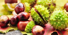 Hello. I am selling a chestnut 200 kg ...