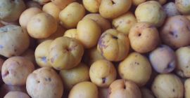 Fruct de gutui japonez de vânzare la 15 PLN