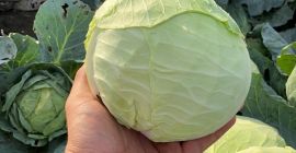 Продаје се хибридни купус: беверли хиллс висококвалитетни фоен; +40755686417