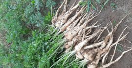 Продаћу гомилу першуна 1,5 ПЛН. Свеже ископани першун продаћу