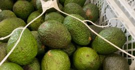 Avocados 1000kg price depends on the situation on the