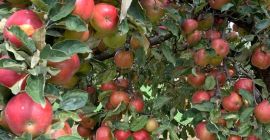 Vand mere Ionathan, ionagold,delicios, florina, generos