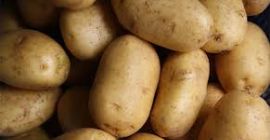fresh harvest of potatoes available for export in Denmark