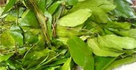 fresh eru available for export in Denmark please contact