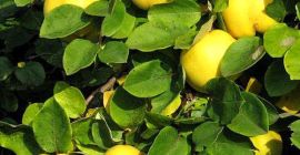 Gutui vrac livada proprie aranjate in ladite. Calitate superioara.