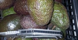 Avocado 500 kg price depends on the situation on