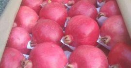 Wir bieten süßen und ausgewählten Granatapfel vom Hersteller an.