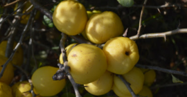 Buna ziua, vand fruct de gutui japonez, aproximativ 300