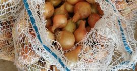 Ciao, vendo varietà rumba di cipolle gialle da raccolta