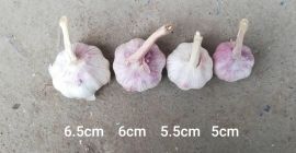 8 000 леев сиф Румыния с доставкой в порт