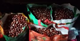 Helló, több mint 100 kg gesztenye eladó, az ár