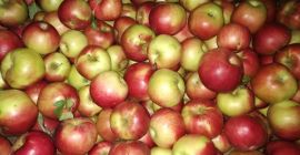 I am selling apples, Idared and Florina varieties from