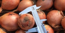 Vendita di cipolle in un volume di 20-1000 tonnellate