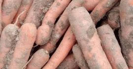 Hallo, ich habe Karotten zum Verkauf in einer Menge