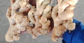 Greetings from Earthful Foods! Its a division under Jayco