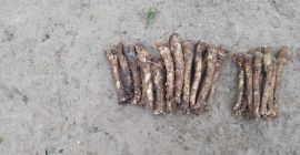 Предлагаме хрян за продажба, произведен от моето семейство, в