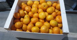Clementine size 5.2 tons. Possible 2-6 tons per week.