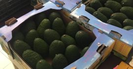 Avocado Hass, Cal 12-14-16-18-22-24, Cat.1 Herkunft Michoacan und Jalisco,