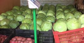 I grow cabbage and would like to offer you