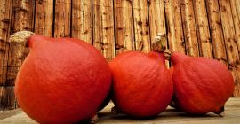 I will sell Hokkaido pumpkins.