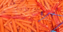 Hallo. Ich werde eine schöne, gewaschene Karotte verkaufen. Bag-