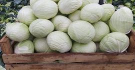 Продам сорт Агрессор. Для получения дополнительной информации звоните: