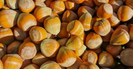 Я продам каталонский фундук этого года с семейной плантации.