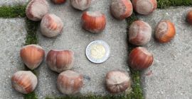 Venderò nocciole sfuse. Varietà catalana. Noce del proprio frutteto,