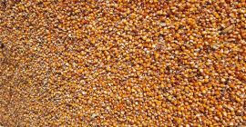 I am looking to buy a corn 480 PLN