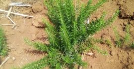 My rosemary are dark green $evergreen